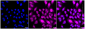 KD-Validated Anti-BubR1 Rabbit Monoclonal Antibody